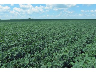Farmland in Fulton & Marshall Counties, Indiana - LAND AUCTION - 541.3+/- ACRES IN 9 TRACTS IN FULTON & MARSHALL COUNTIES, INDIANA